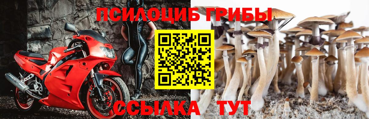Псилоцибиновые грибы Psilocybe Острогожск